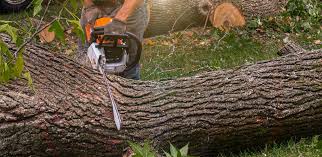 Biltmore, TN Tree Care  Company